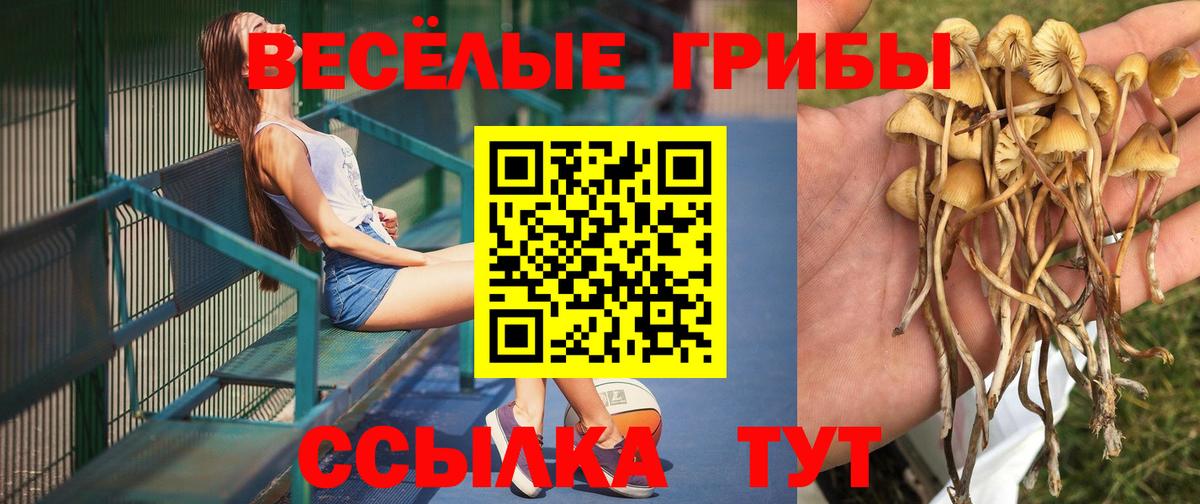 Псилоцибиновые грибы Psilocybe  Вход с VPN  Галлюциногенные грибы Magic Shrooms  Лесной 
